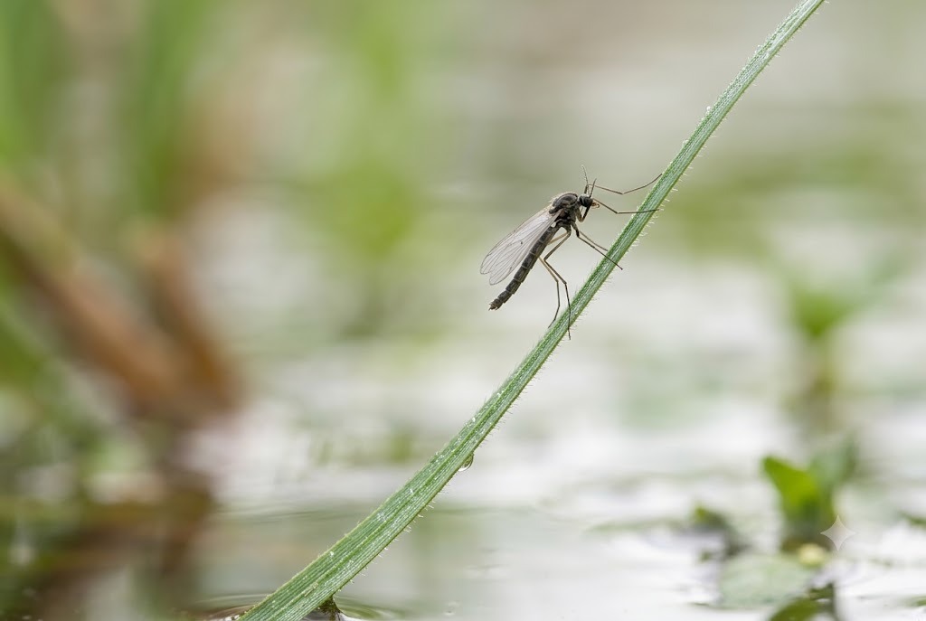 Midges